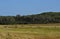 Kangaroos in field of grass