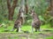 Kangaroos in a Friendly Encounter