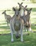 Kangaroos on a golf course