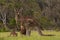 Kangaroos Grazing