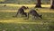 Kangaroos grazing