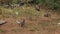 Kangaroos on a hillside close up