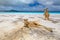 Kangaroos at Lucky Bay