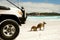 Kangaroos on Lucky Bay