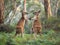 Kangaroos in Playful Boxing Stance