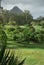 Kangaroos relaxing in the shadow of the Glasshouse Mountains