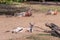 Kangaroos resting on the sand