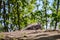 Kangaroos resting in the shade