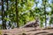 Kangaroos resting in the shade