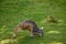 Kangaroos resting in the shade