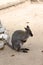 Kangaroos on sand background in zoo