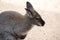 Kangaroos on sand background in zoo