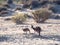 Kangaroos on the shore of Murchison River, Kalbarri National Park, Western Australia