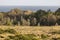 Kangaroos at sunset. Eurobodalla national park. Australia