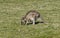 Kangaroos Tasmania