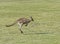 Kangaroos Tasmania