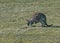 Kangaroos Tasmania