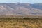 Kangaroos in the wild on a dry rocky area  hidden in a grass field. Cape Range National Park, West Australia WA, Australia