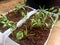 Kangkung or kale green or spincah water plant seeds begin to grow in pots made of used goods