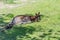 Kangoroo lying in the sun on green meadow