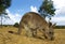 KANGOUROU GEANT macropus giganteus