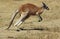 KANGOUROU ROUX macropus rufus