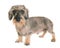 Kaninchen Wire-haired Dachshund