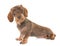 Kaninchen Wire-haired Dachshund