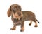 Kaninchen Wire-haired Dachshund