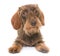 Kaninchen Wire-haired Dachshund