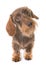 Kaninchen Wire-haired Dachshund