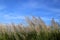 Kans grass locally known as the Kash flower in Bangladesh