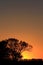 Kansas colorful Sunset with a colorful sky and a Tree silhouette out in the country.