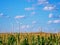 Kansas Corn Field with Wind Turbines Standing Watch