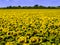 Kansas Farm Field With Dense Crop of Bright Yellow Sunflowers