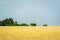 Kansas golden wheat field