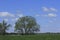 Kansas green wheat field in the spring with a tree and blue sky in Kansas.