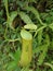 Kantong Semar. Green Nepenthes is Nepenthes Mirabilis