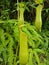 Kantong Semar. Green Nepenthes is Nepenthes Mirabilis