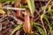 kantong semar or nepenthes