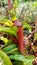Kantong semar of rare plants in Indonesia