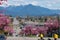 Kanzan cherry blossom lined streets and the North shore mountains in the background.