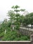 Kapok trees along the river grow very well