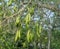 Kapok, wite silk cotton tree Ceiba pentandra