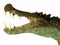 Kaprosuchus Reptile Head