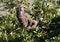 Kapucijnluiaard, Brown-throated sloth, Bradypus variegatus