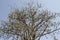 Kapuk randu or kapok Ceiba pentandra is a tropical tree belonging to the order Malvales and the family Malvaceae