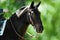 Karachai horse in western bridle portrait in summer background