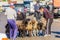 KARAKOL, KYRGYZSTAN - JULY 15, 2018: Local people with sheep at the Sunday animal market in Karako