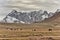 Karakoram mountain-specific landscape with yaks grazing on meadows between green mountain passes crossed by rivers and snow-capped